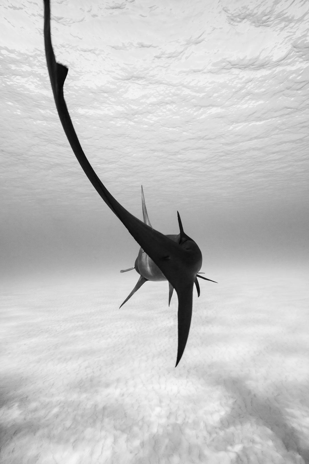 Sharks