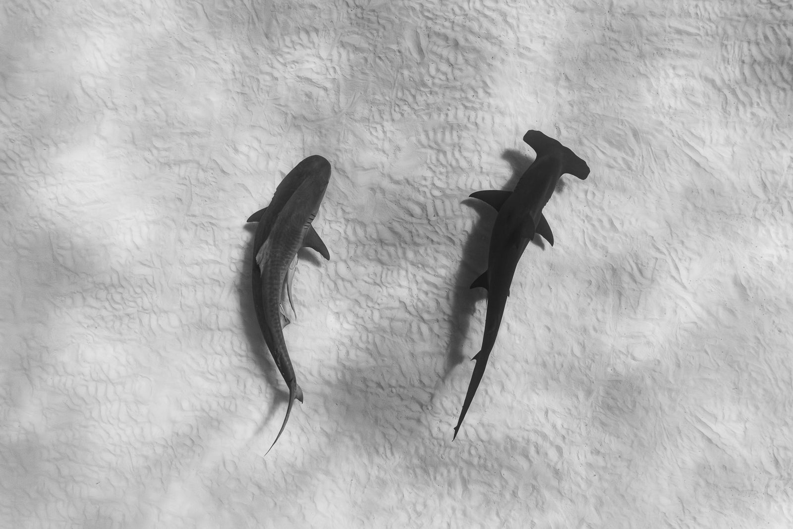 Apex Fine Art Bahamas Sharks Underwater Photography by André Musgrove