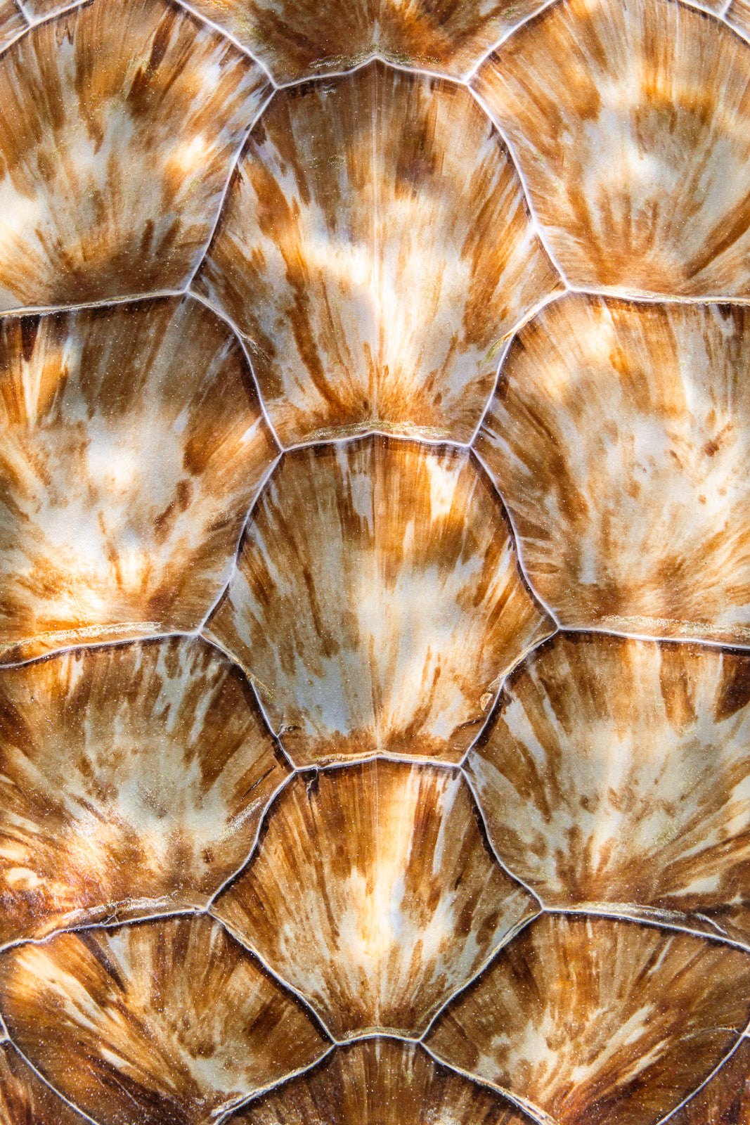 Armoured