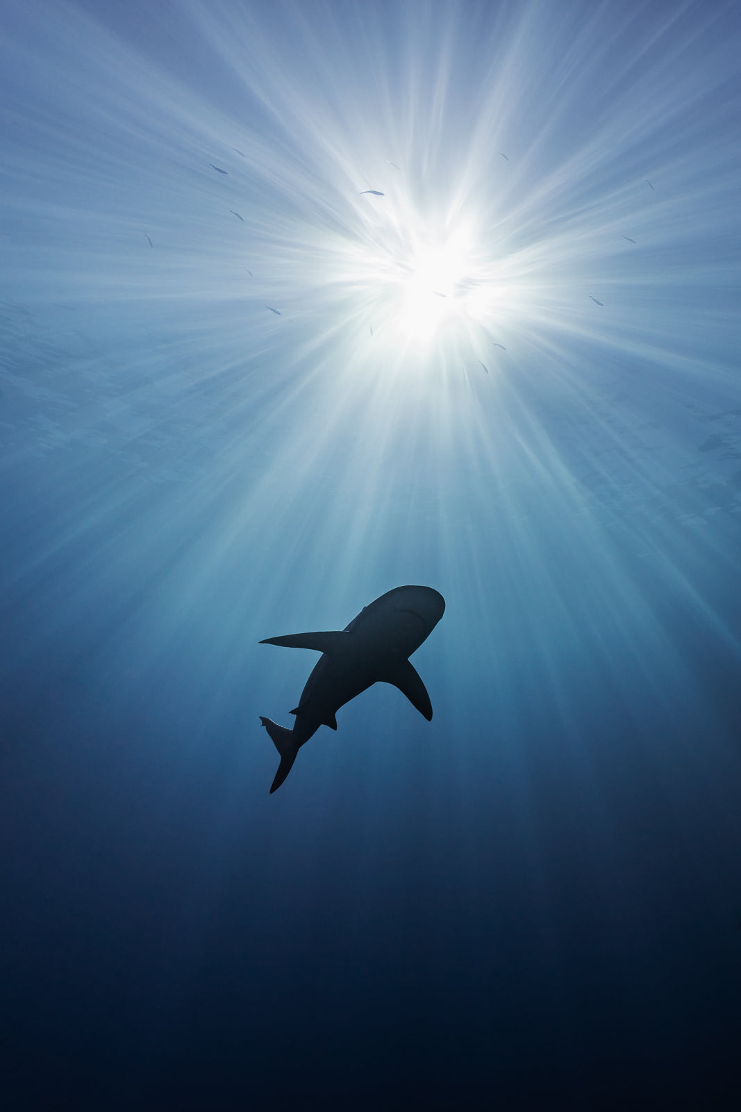 Basking Shark