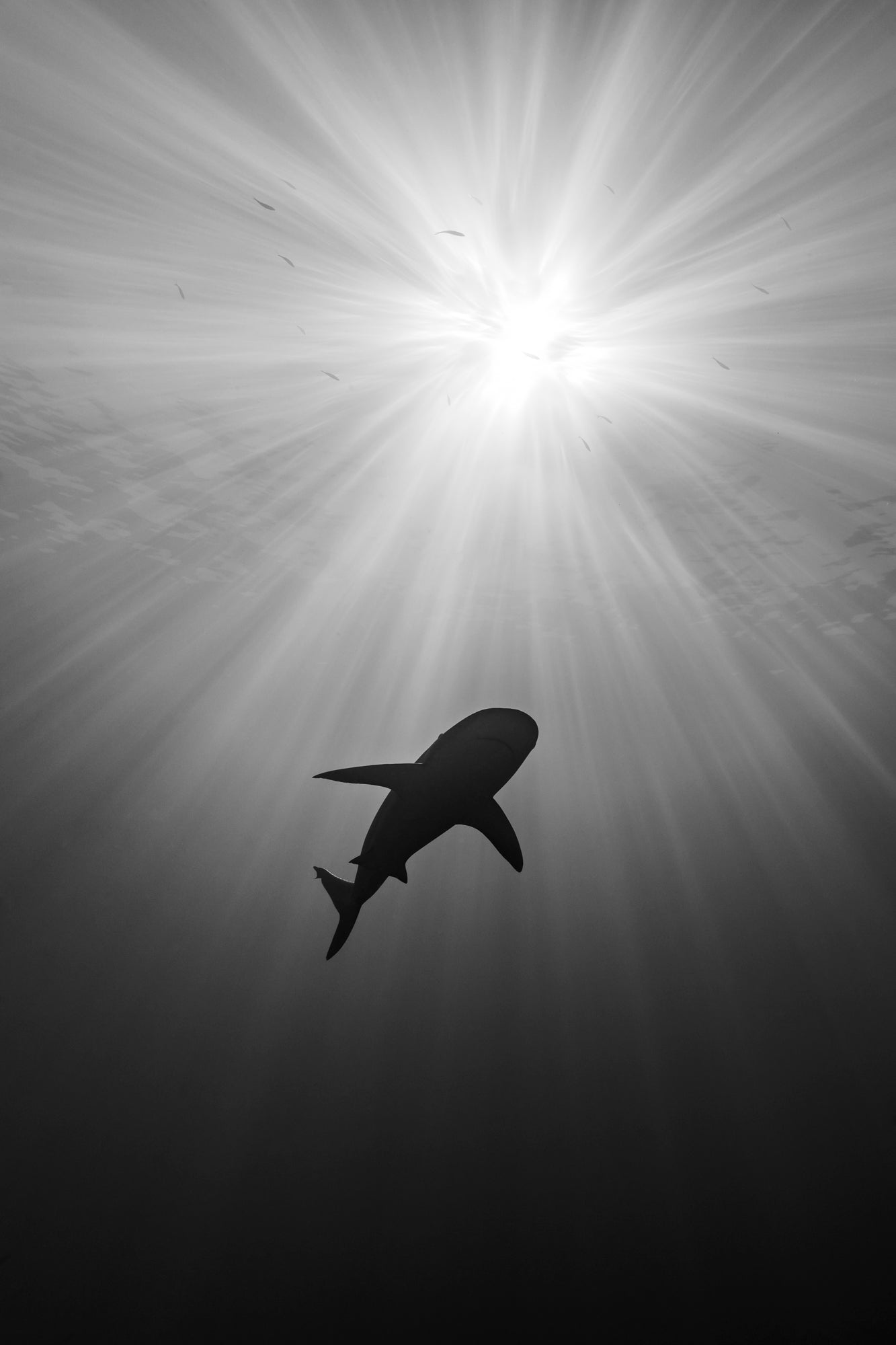 Basking Shark