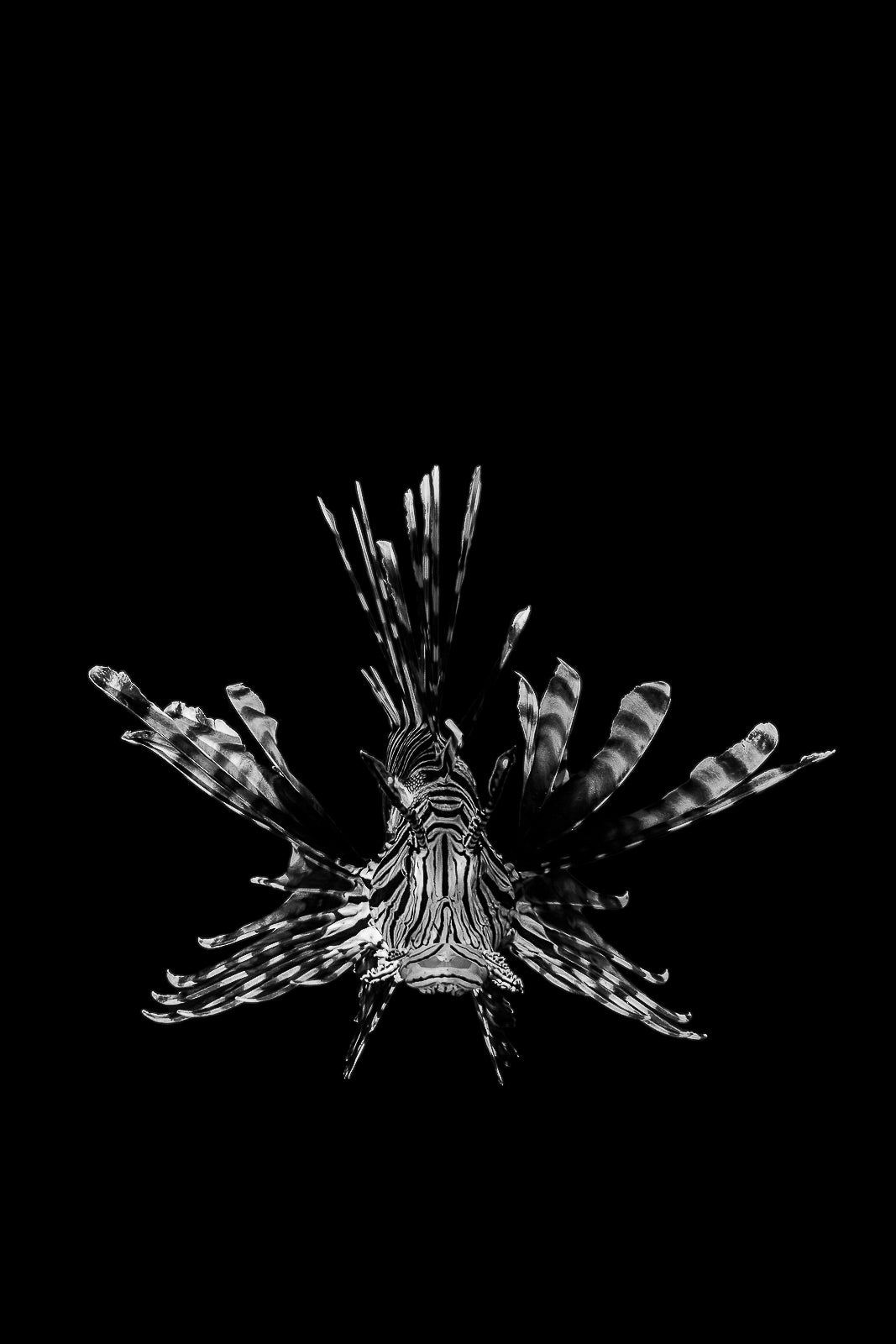 Black Lion Fine Art Bahamas Underwater Photography by André Musgrove