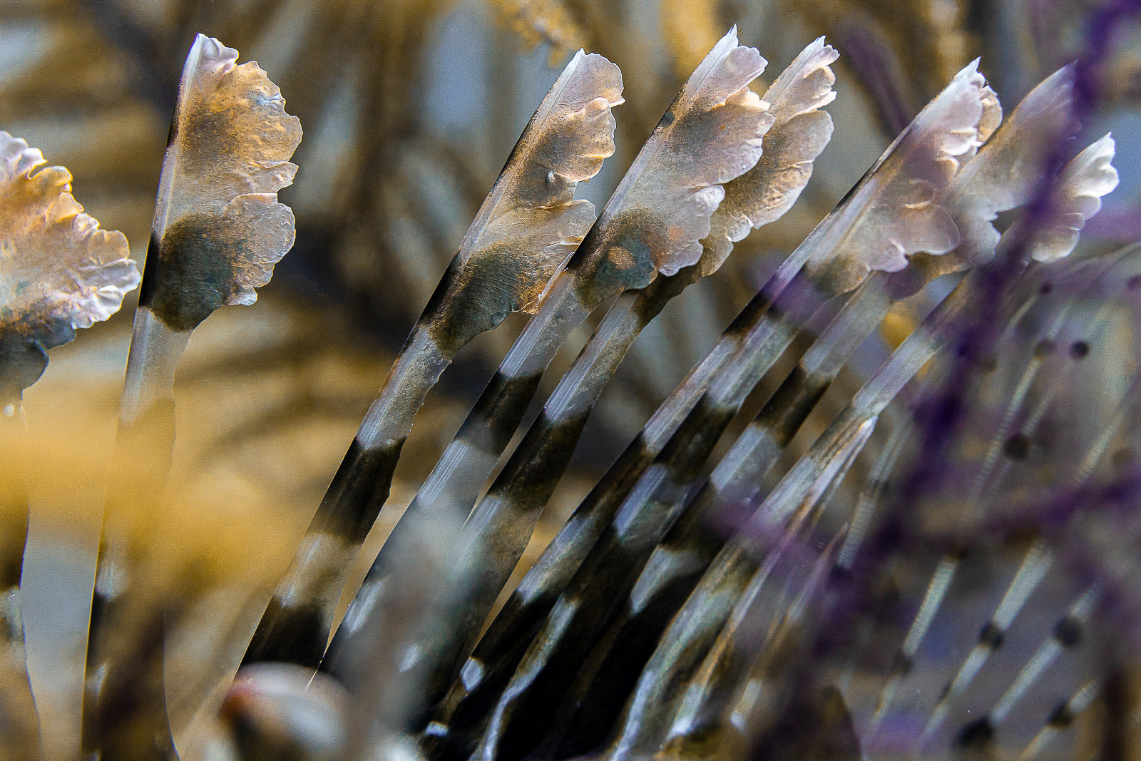 Concealed Weapon Fine Art Bahamas Underwater Photography by André Musgrove