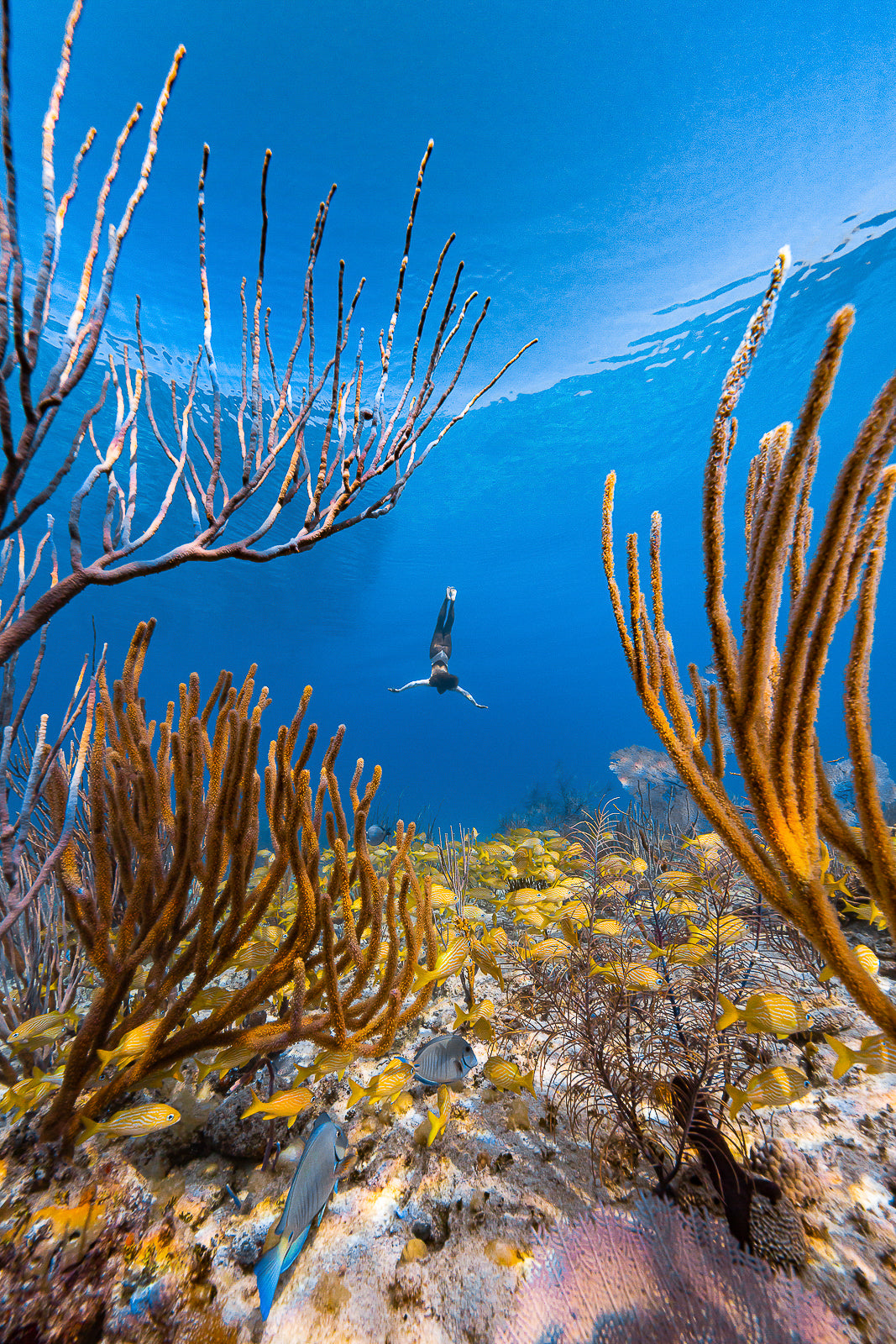 Coral World Fine Art Conceptual Art Underwater Photography by André Musgrove