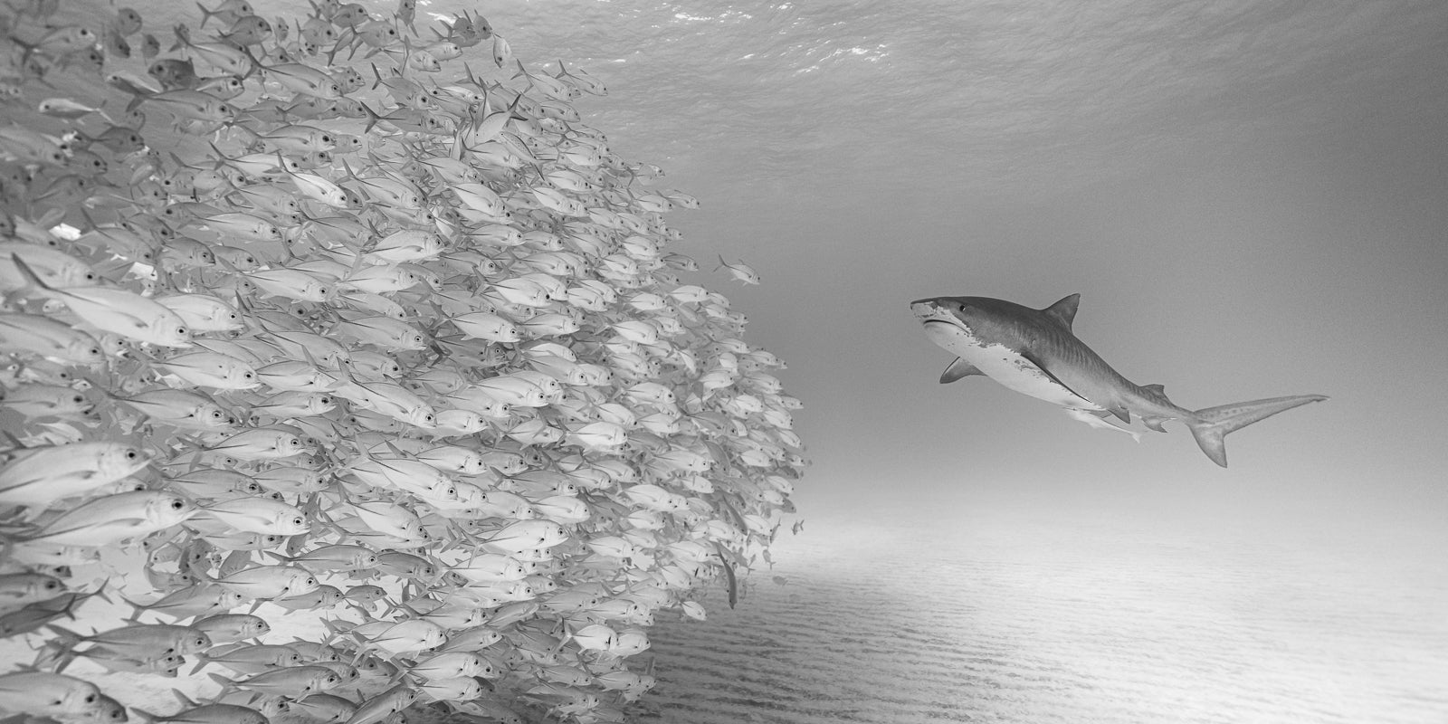 Facing Giants Fine Art Bahamas Sharks Underwater Photography by André Musgrove