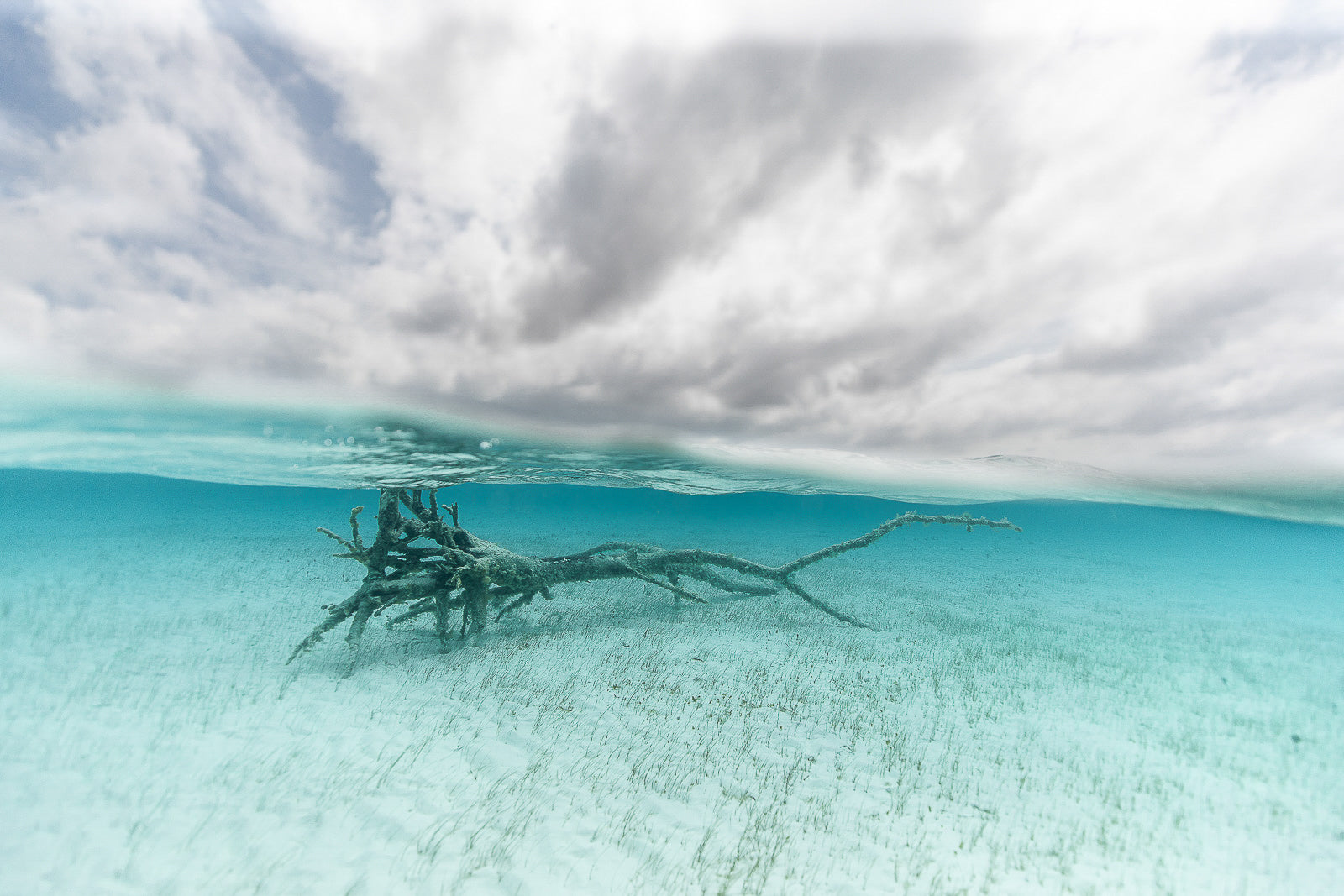 Fallen Forest Fine Art Bahamas Underwater Photography by André Musgrove
