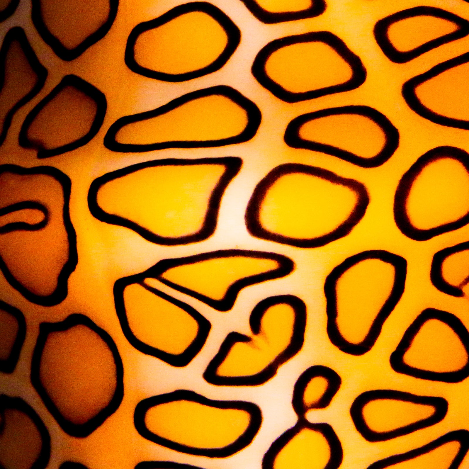 Flamingo Tongue