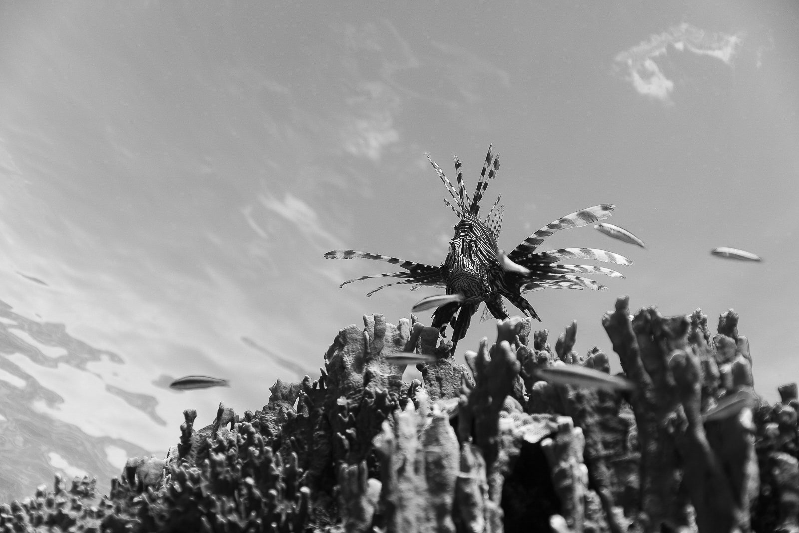 Flying Lion Fine Art Bahamas Underwater Photography by André Musgrove