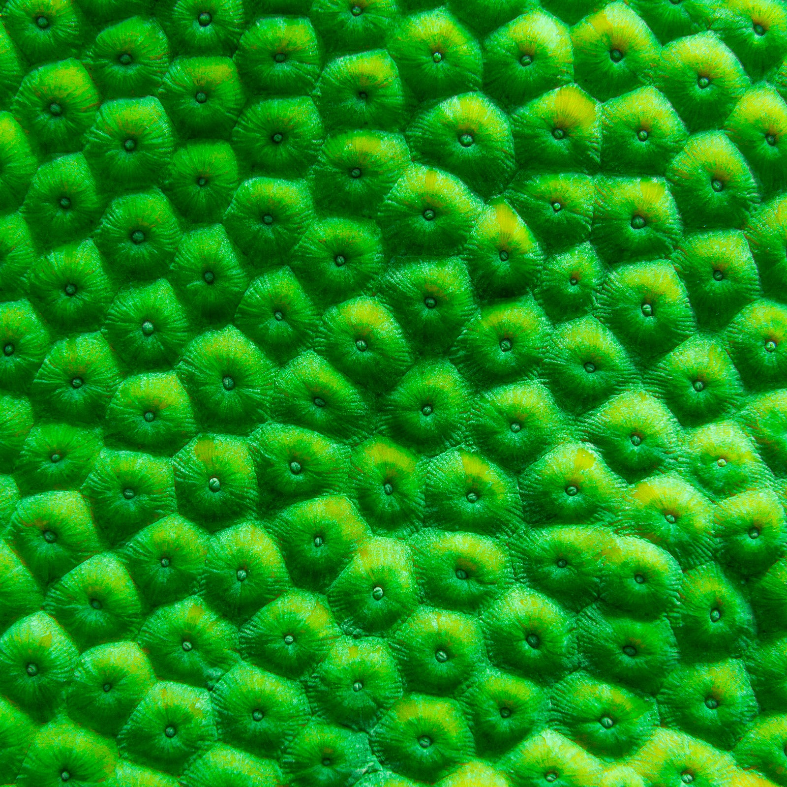 Greenies