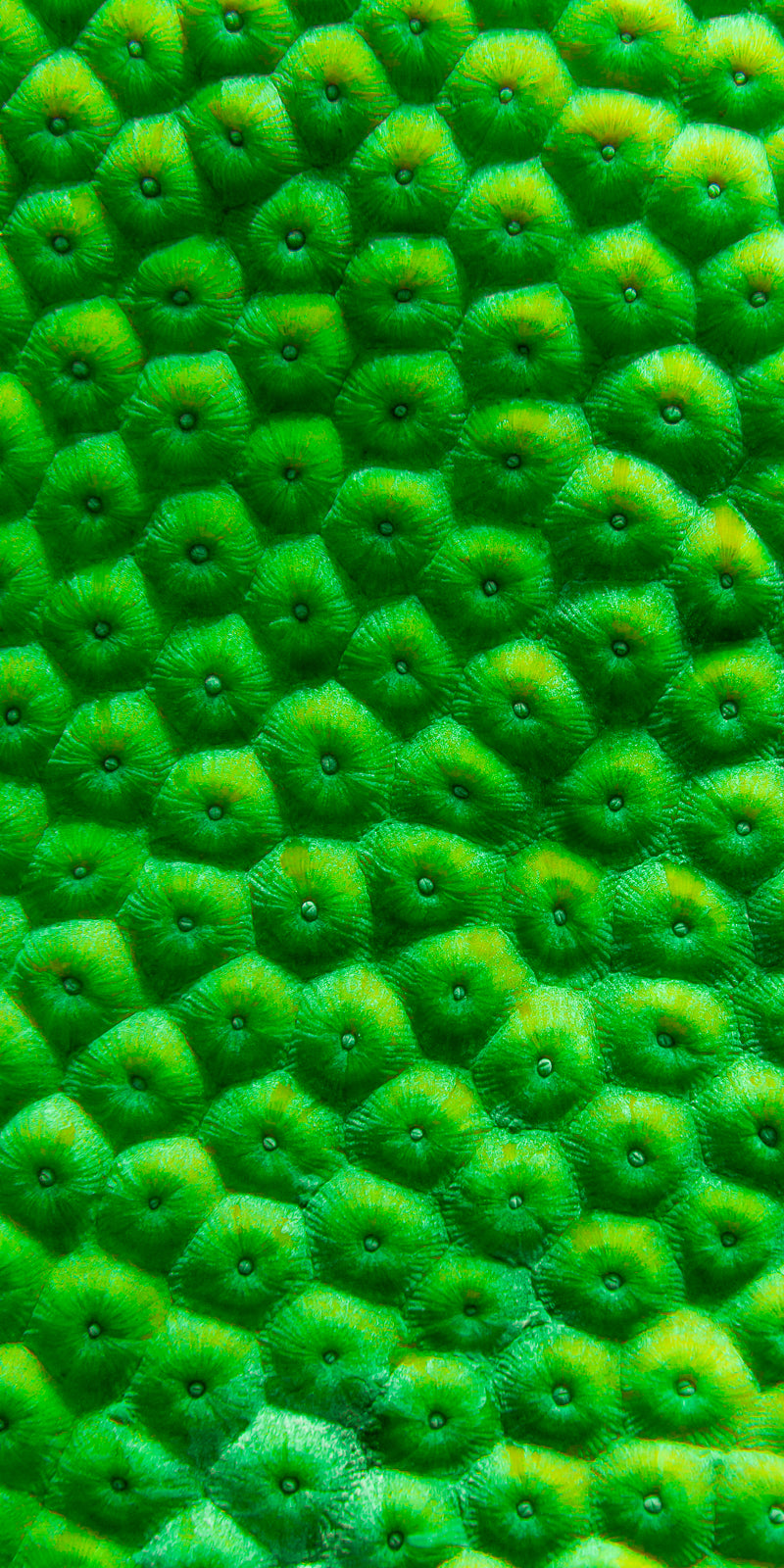 Greenies