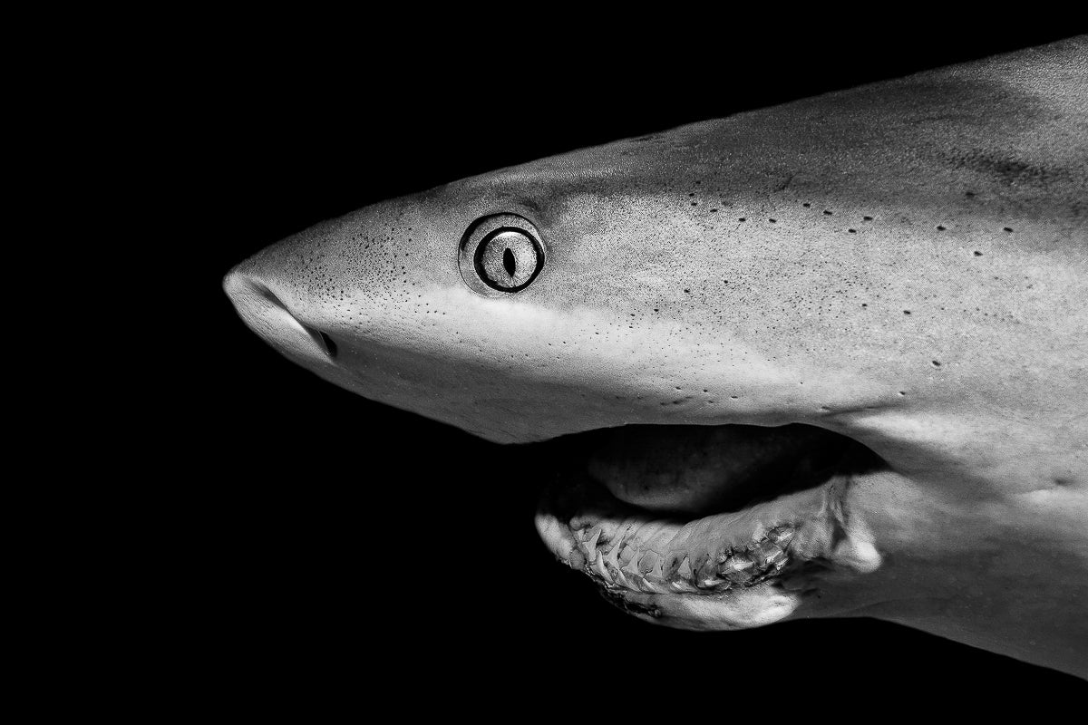 Joker Fine Art Bahamas Sharks Underwater Photography by André Musgrove