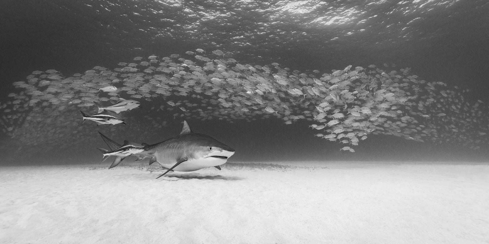 Low Rider Fine Art Bahamas Sharks Underwater Photography by André Musgrove