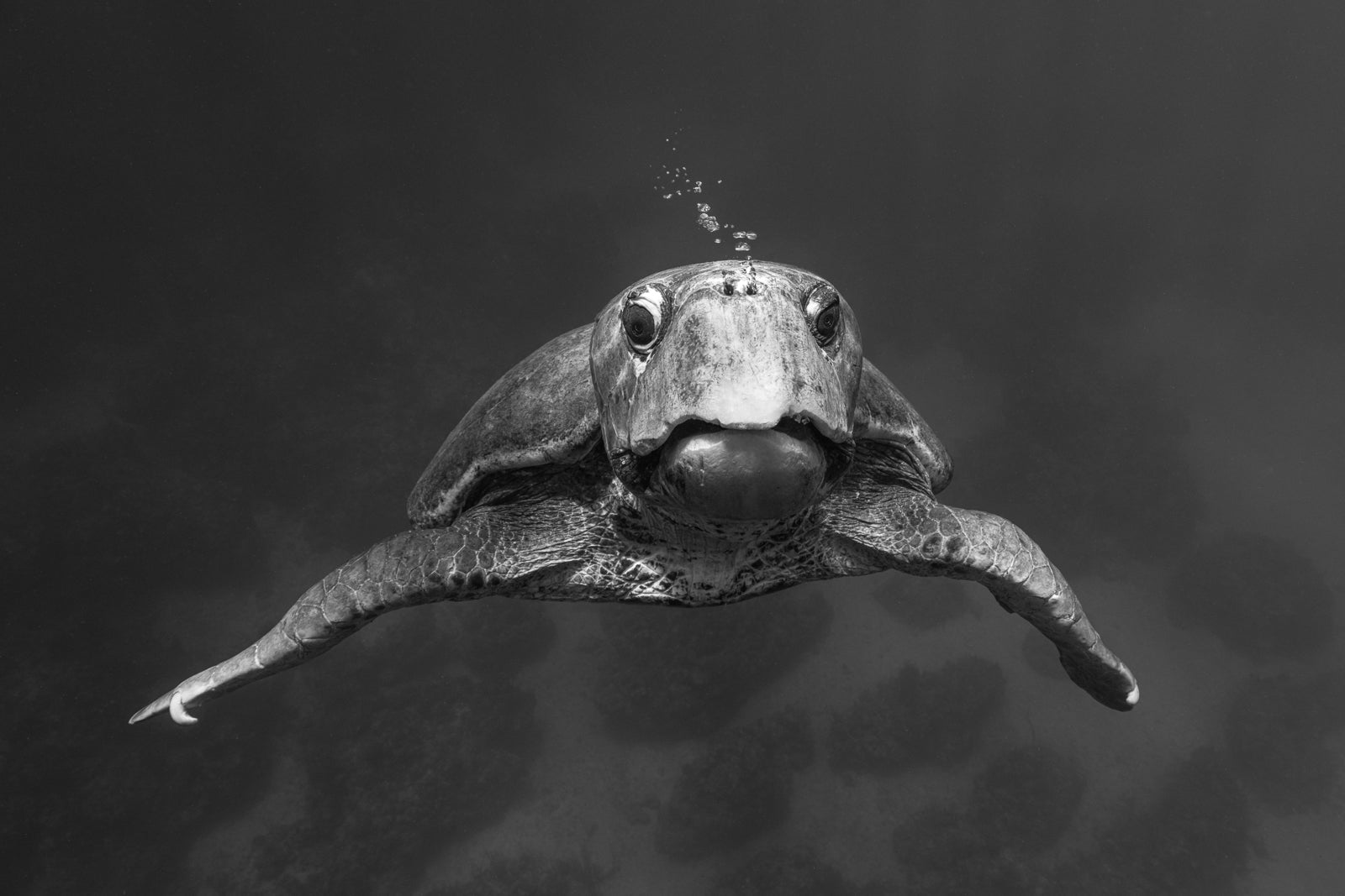 Mr. Turtle