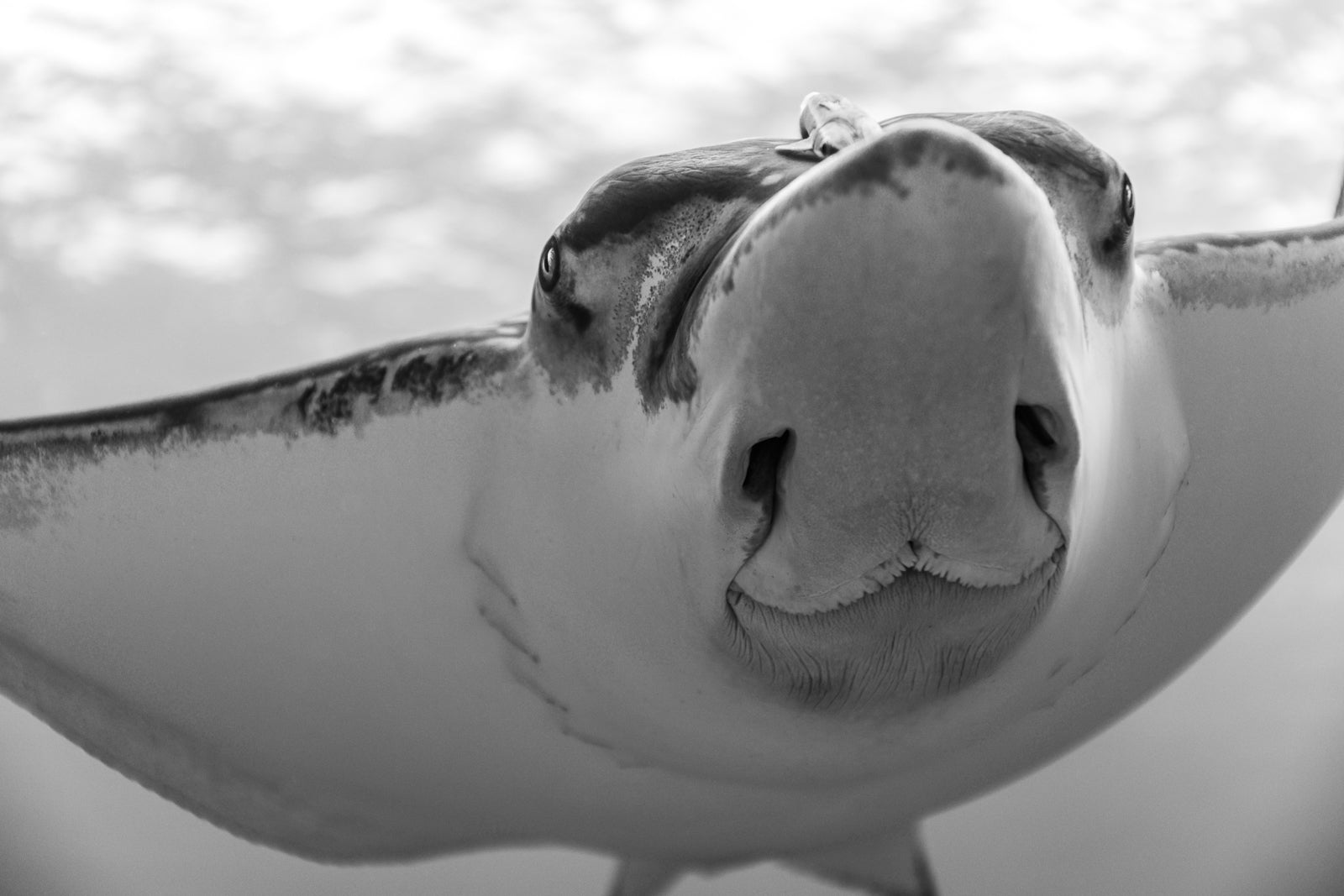 Nosy