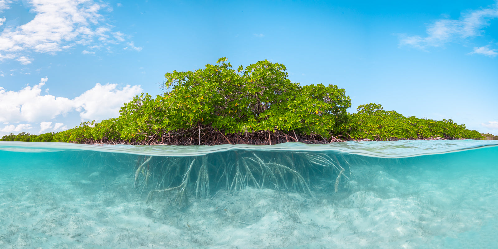 Rooted Fine Art Bahamas Underwater Photography by André Musgrove
