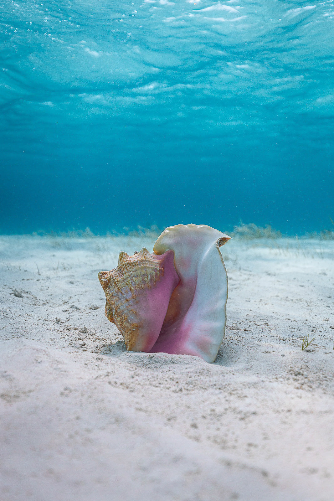 Solo Shell Fine Art Bahamas Underwater Photography by André Musgrove