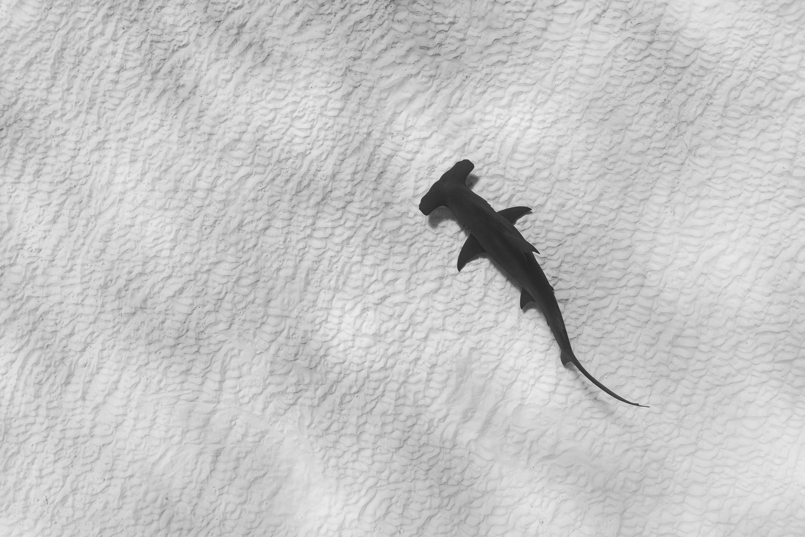 Solitude Fine Art Bahamas Sharks Underwater Photography by André Musgrove