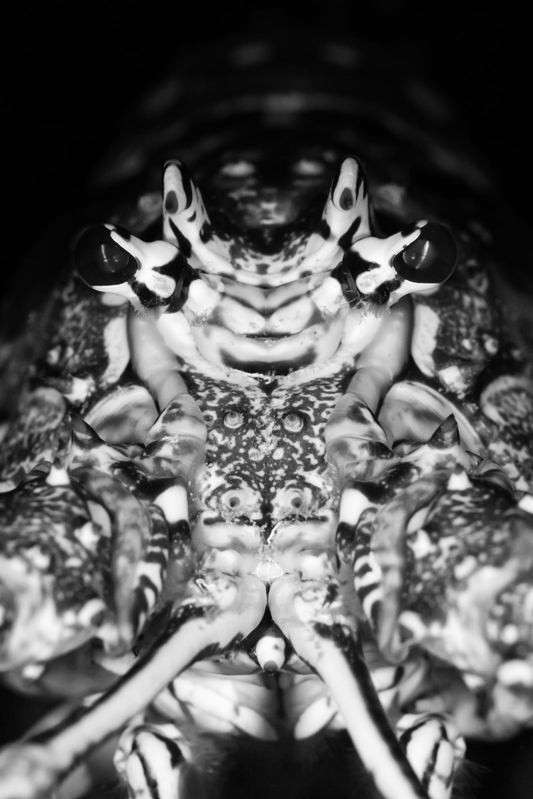Lobsta