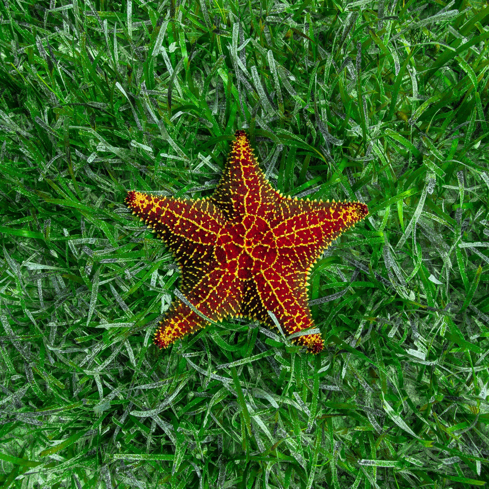 Starshine