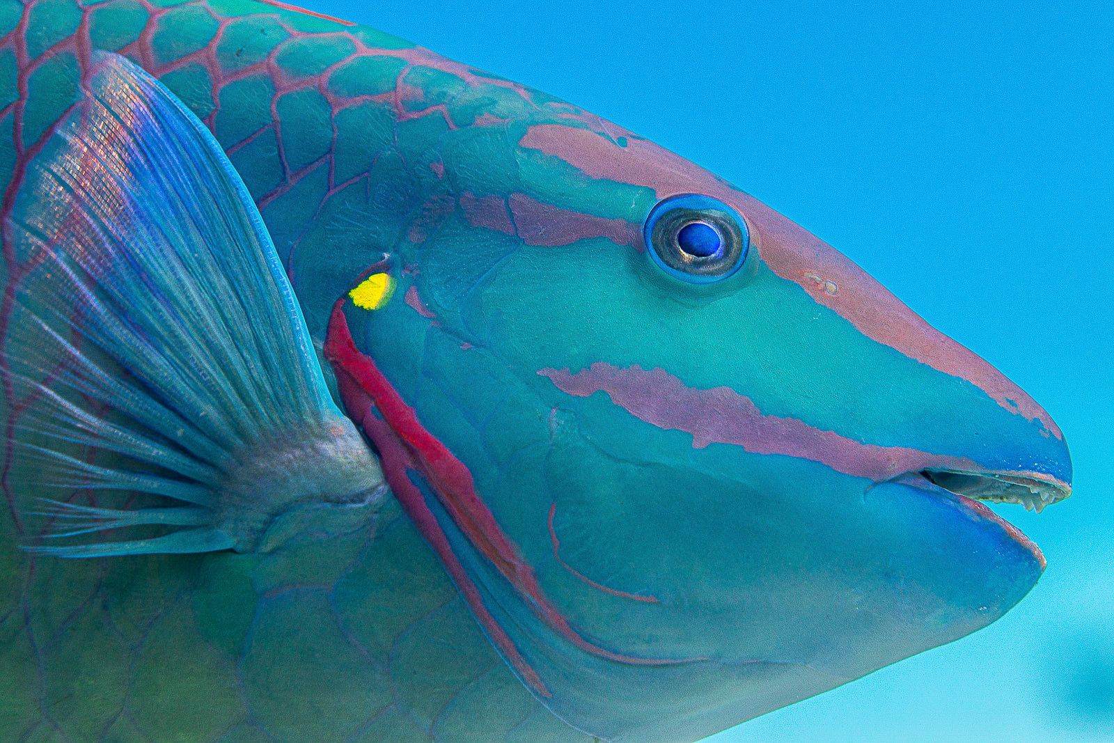 Stoplight Fine Art Bahamas Underwater Photography by André Musgrove