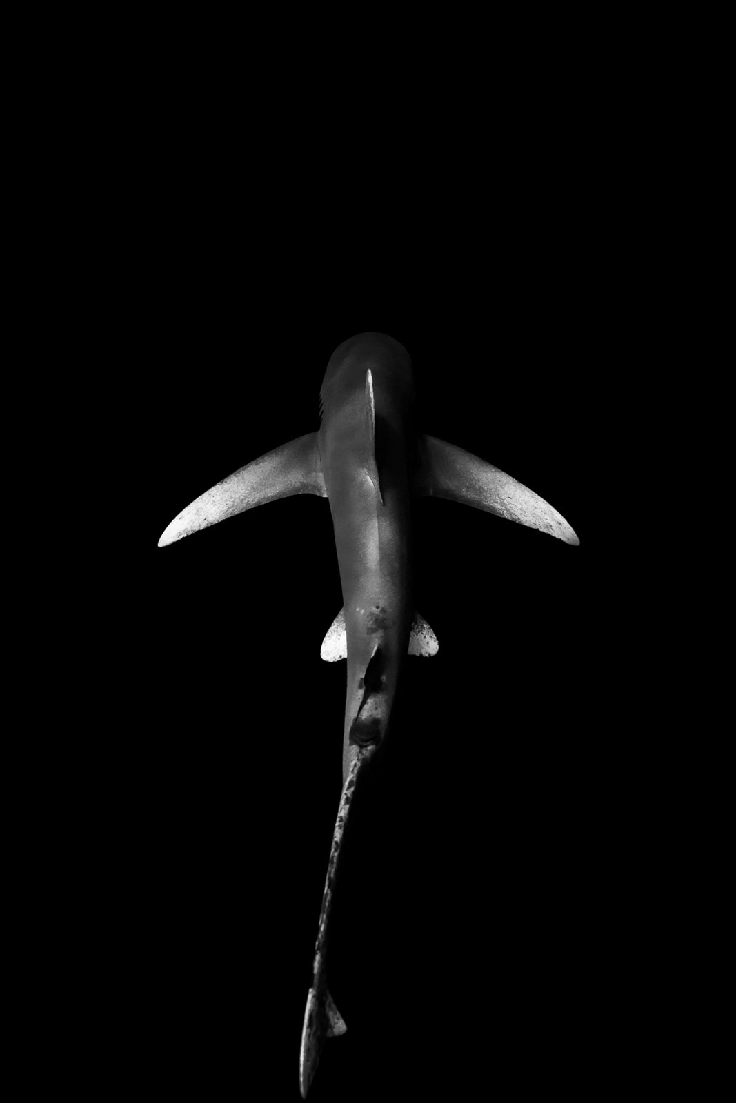 Whitetips