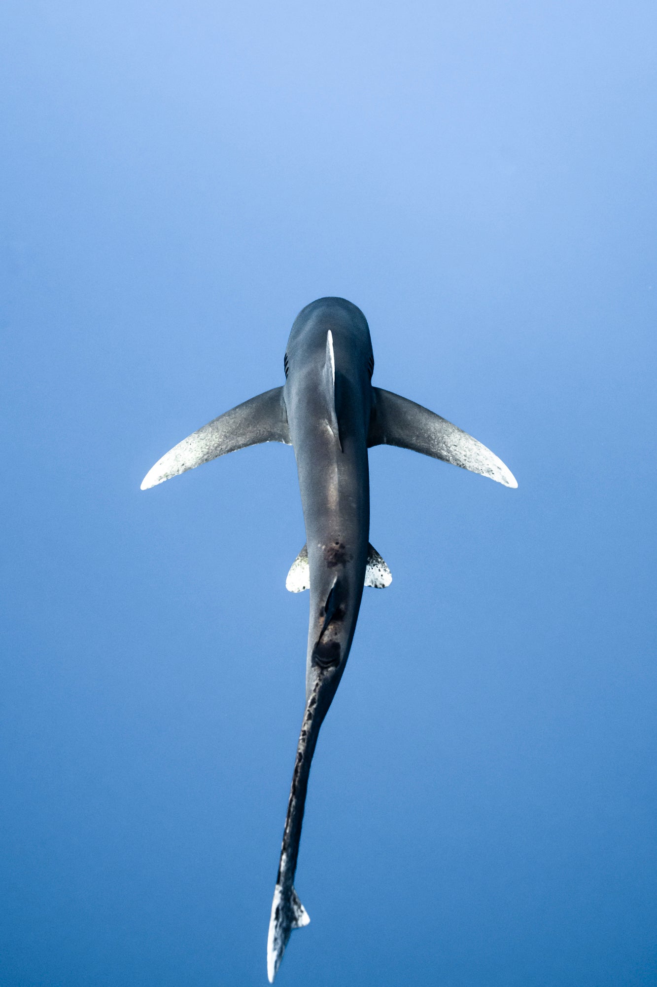 Whitetips