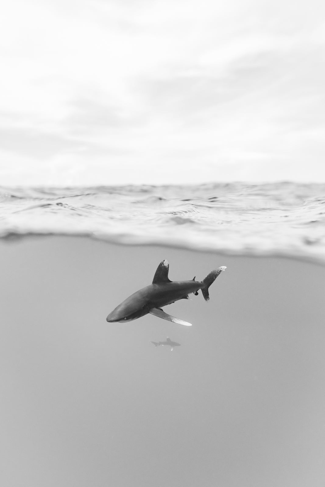 Sharks