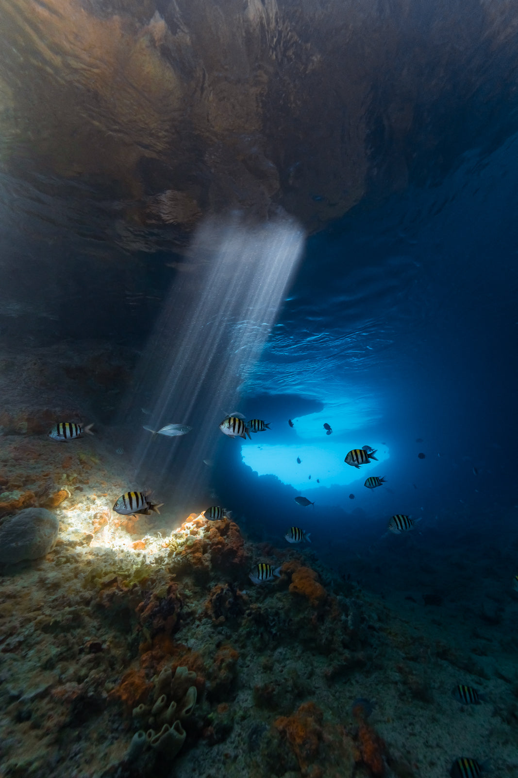 Beam Me Up Fine Art Exuma Bahamas Underwater Photography by André Musgrove