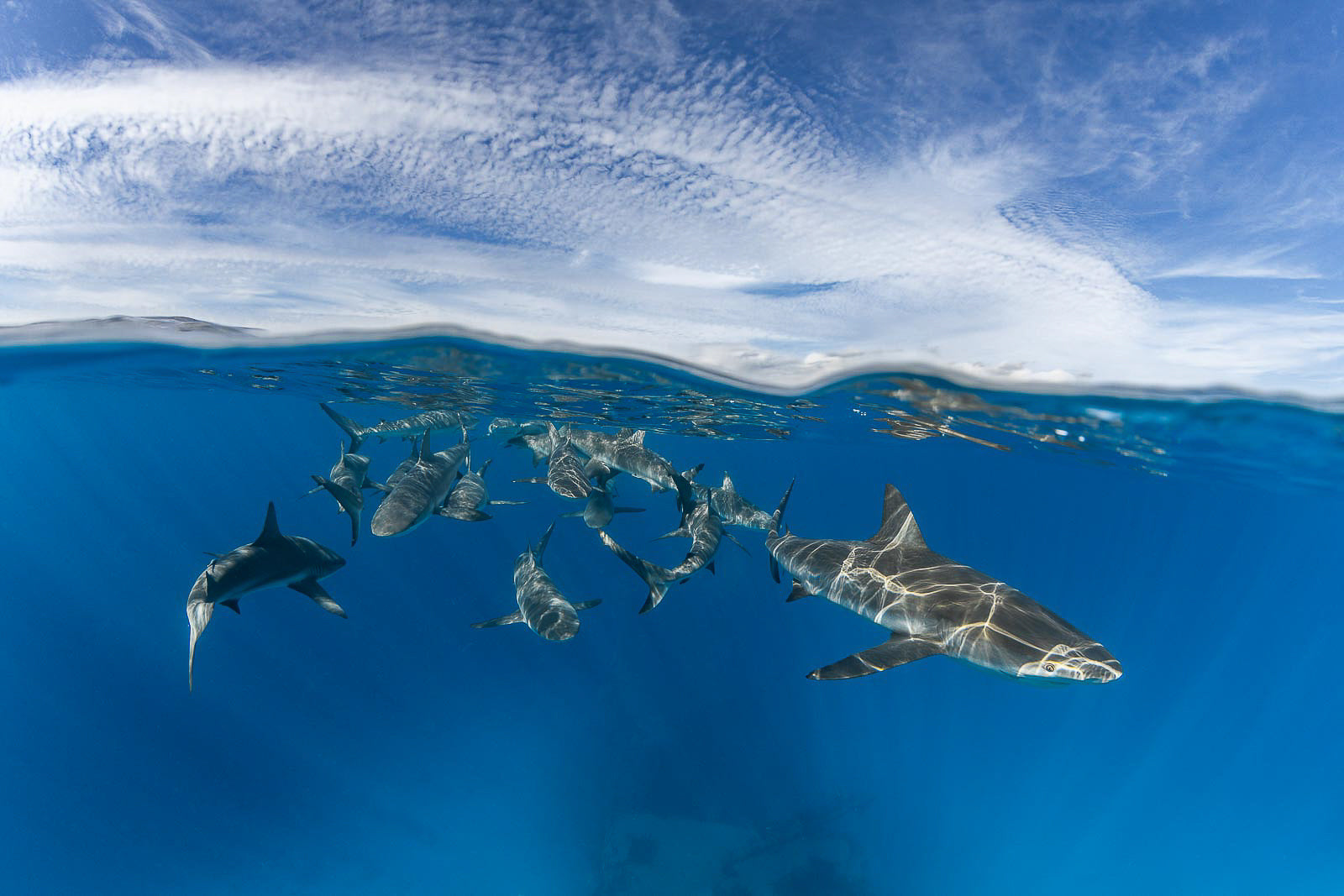 Fin Lining Fine Art Bahamas Sharks Underwater Photography by André Musgrove