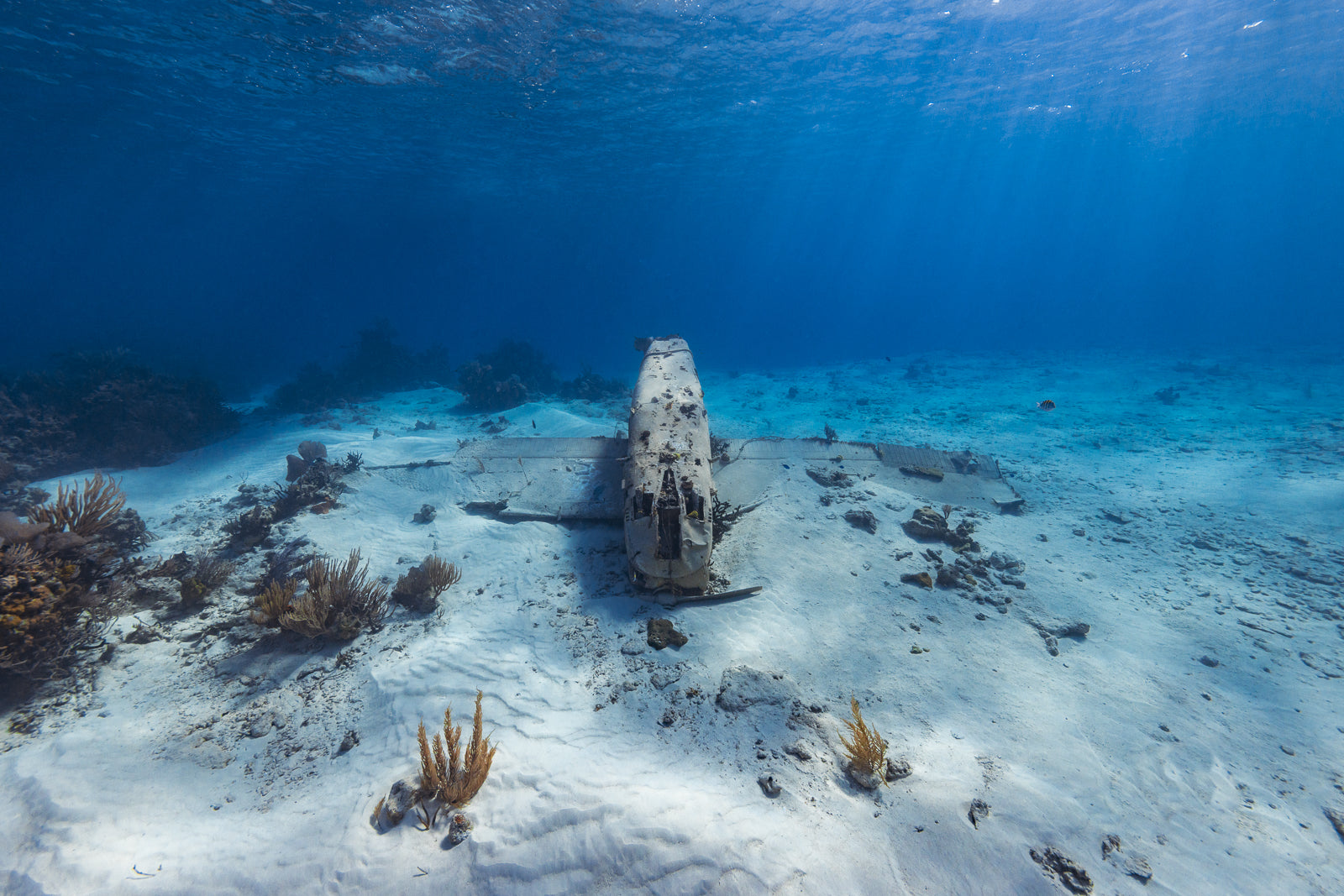Nose Dive Fine Art Exuma Bahamas Underwater Photography by André Musgrove