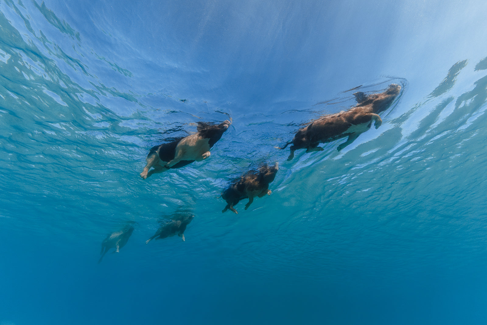 Off To Work Fine Art Exuma Bahamas Underwater Photography by André Musgrove