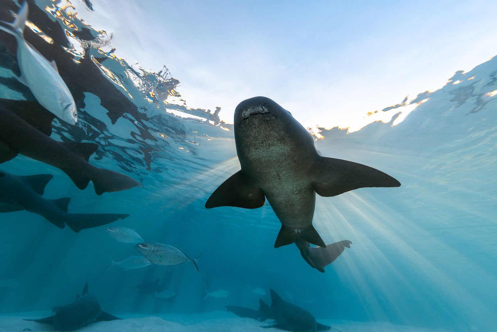 Ray Fine Art Exuma Bahamas Underwater Photography by André Musgrove