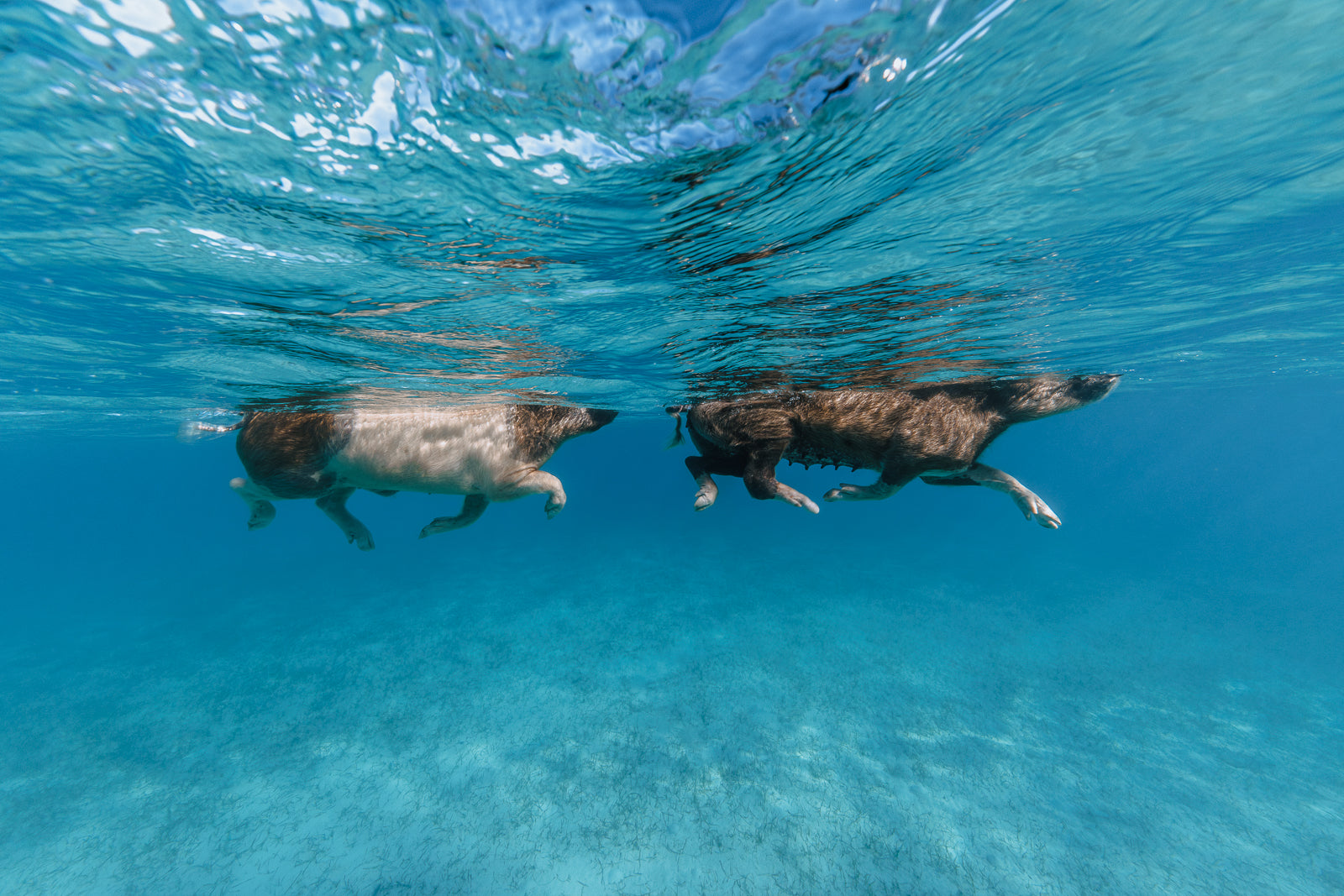 Swimming Pigs Fine Art Exuma Bahamas Underwater Photography by André Musgrove
