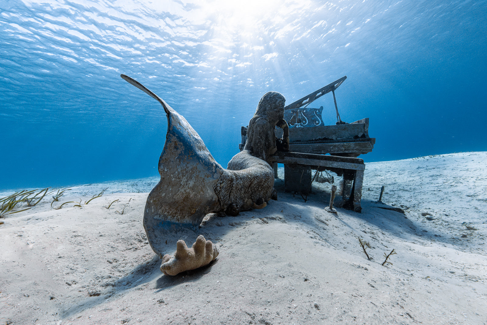 Tell Tails Fine Art Exuma Bahamas Underwater Photography by André Musgrove
